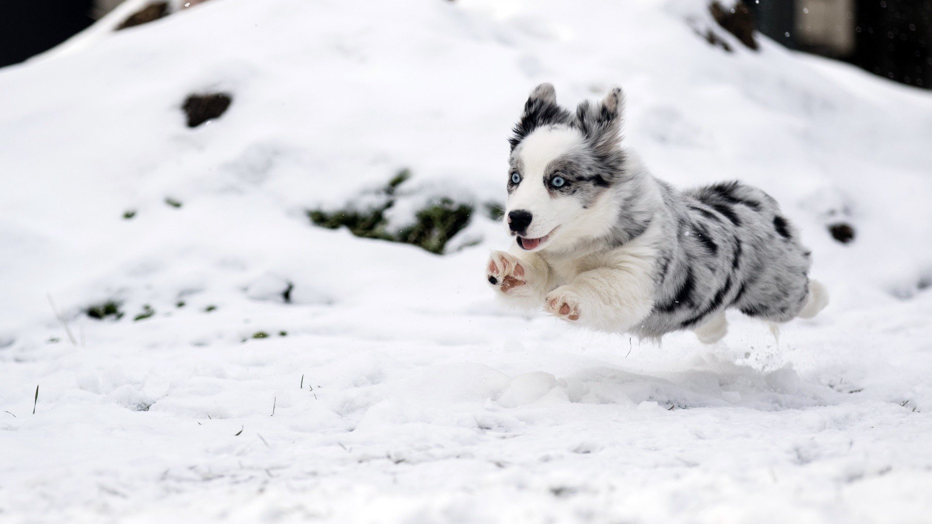 snow, Winter, Dog, Animals, Baby animals Wallpaper