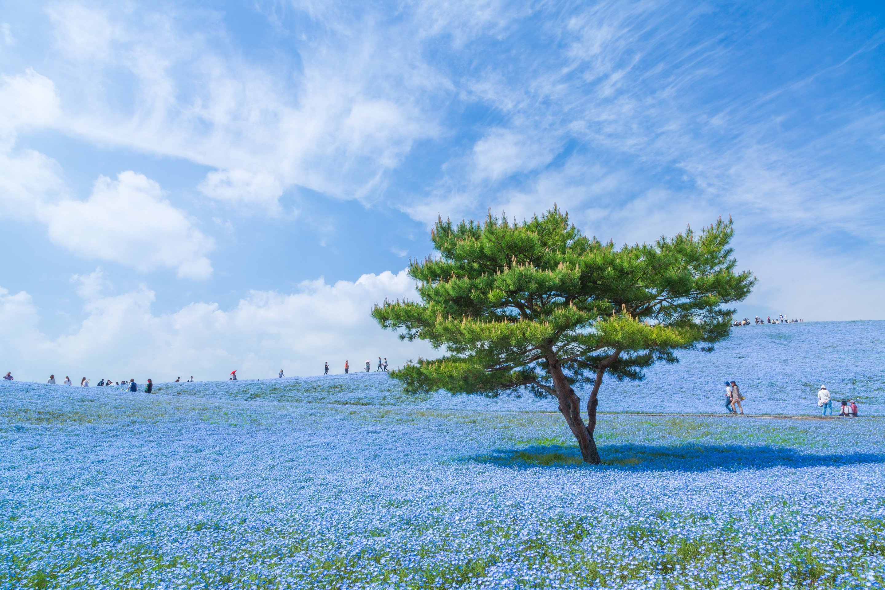 blue, Japan, Sky, Trees, Blue flowers Wallpaper