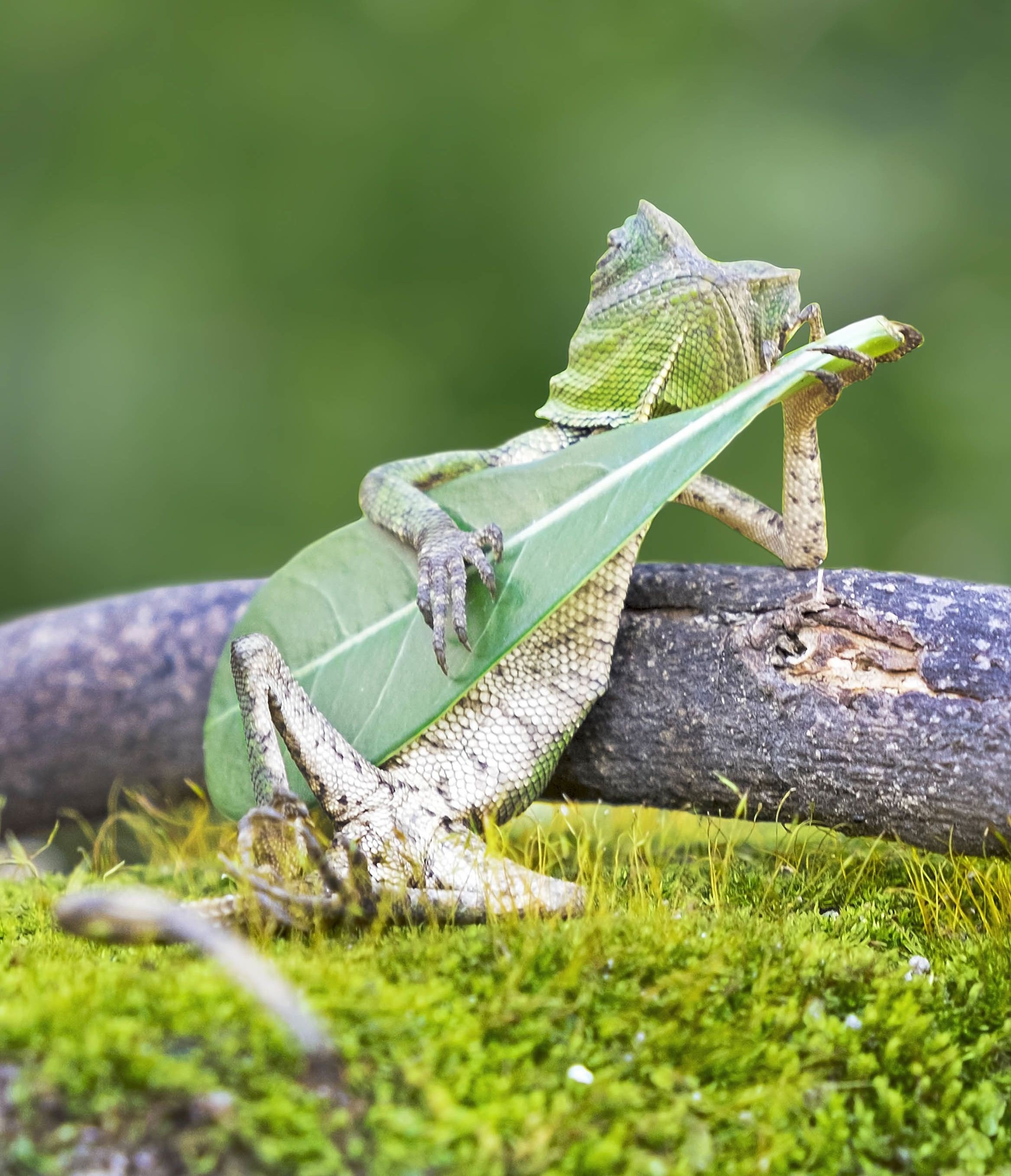 lizards, Guitar Wallpaper