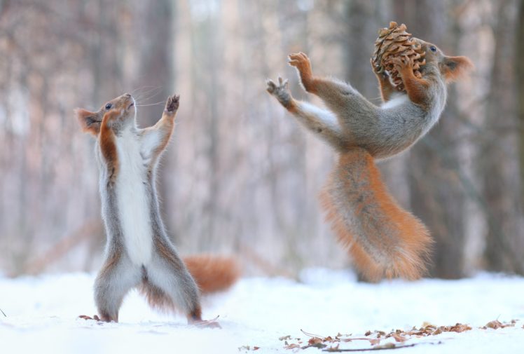 squirrel, Pine cones, Snow HD Wallpaper Desktop Background