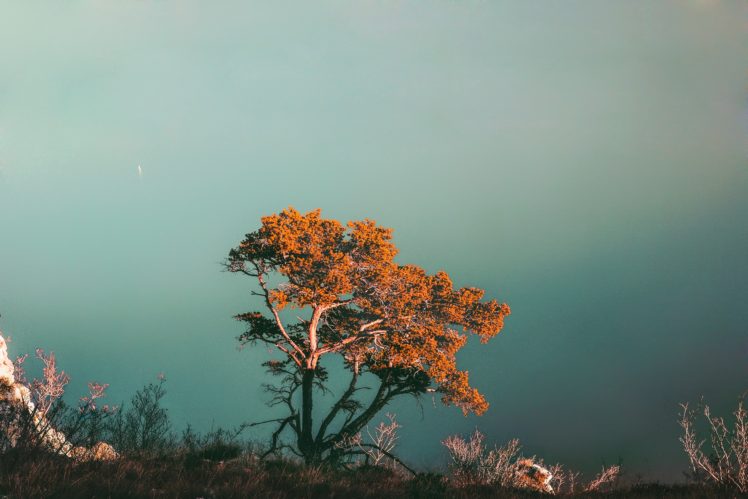 nature, Trees, Water HD Wallpaper Desktop Background