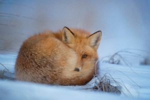 nature, Animals, Snow, Fox