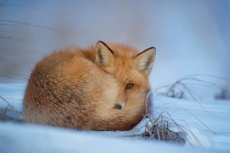 nature, Animals, Snow, Fox HD Wallpaper Desktop Background