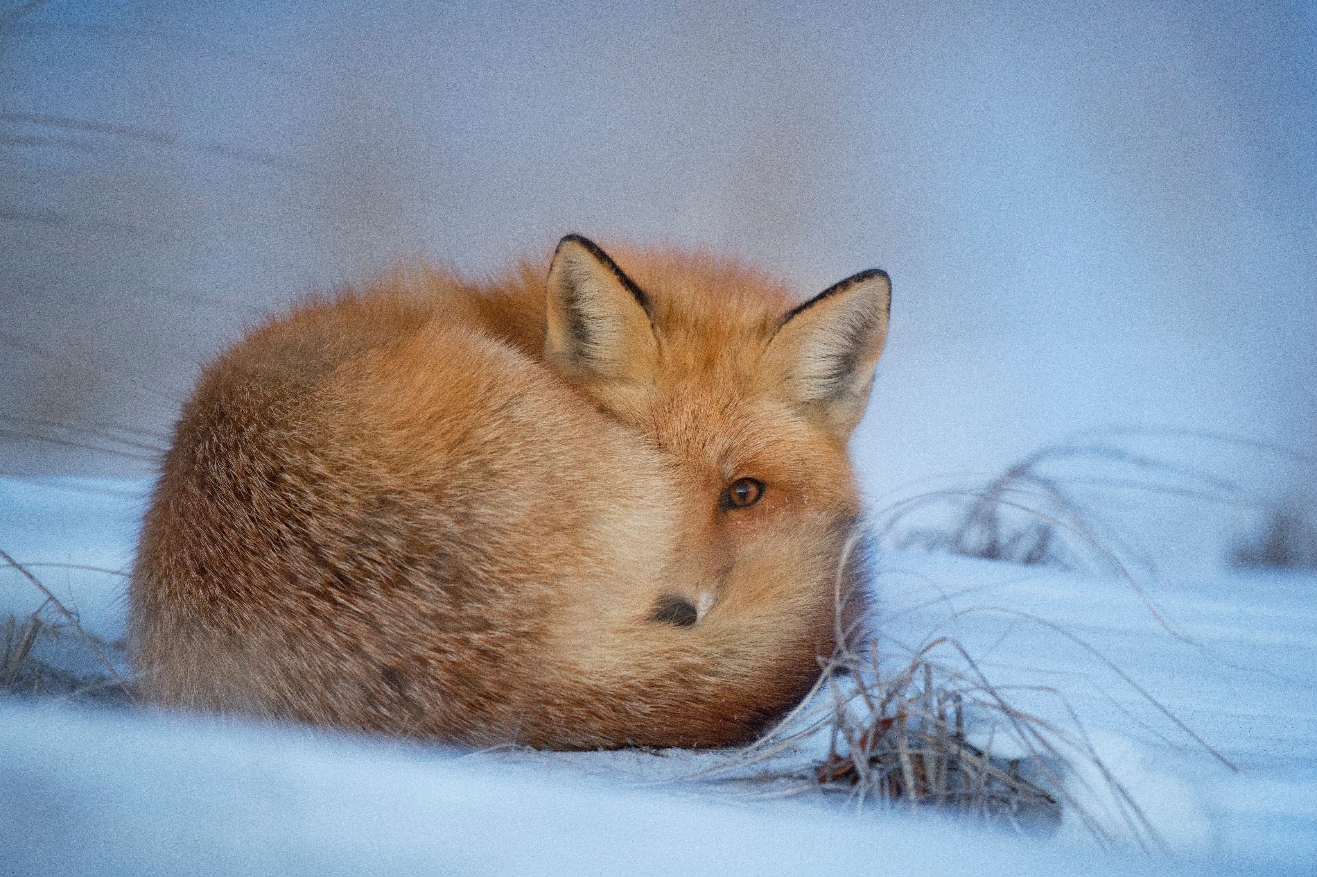 nature, Animals, Snow, Fox Wallpaper