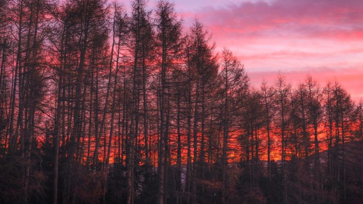 nature, Trees, Clouds, HDR, Forest, Sunset HD Wallpaper Desktop Background