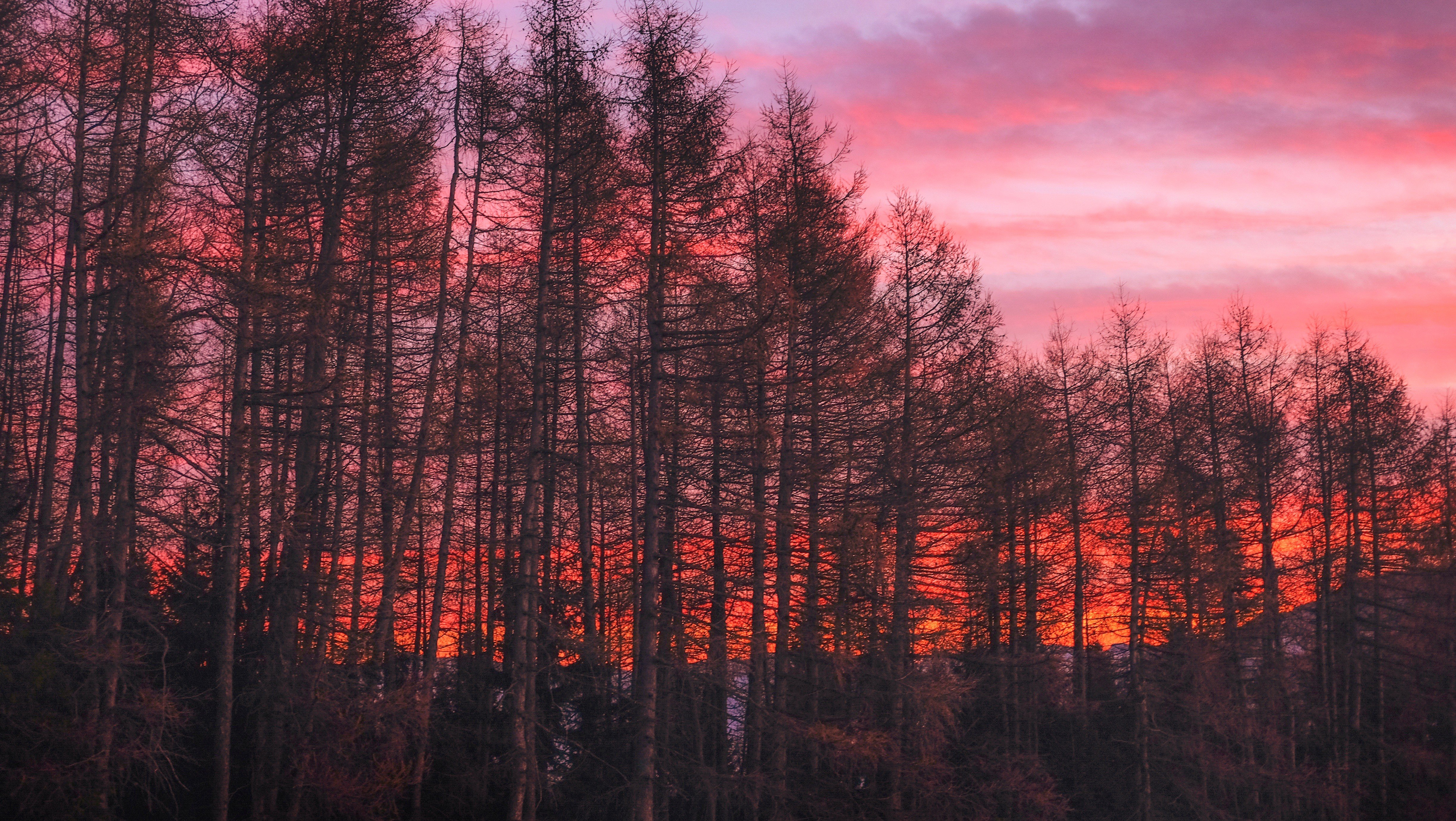 nature, Trees, Clouds, HDR, Forest, Sunset Wallpaper