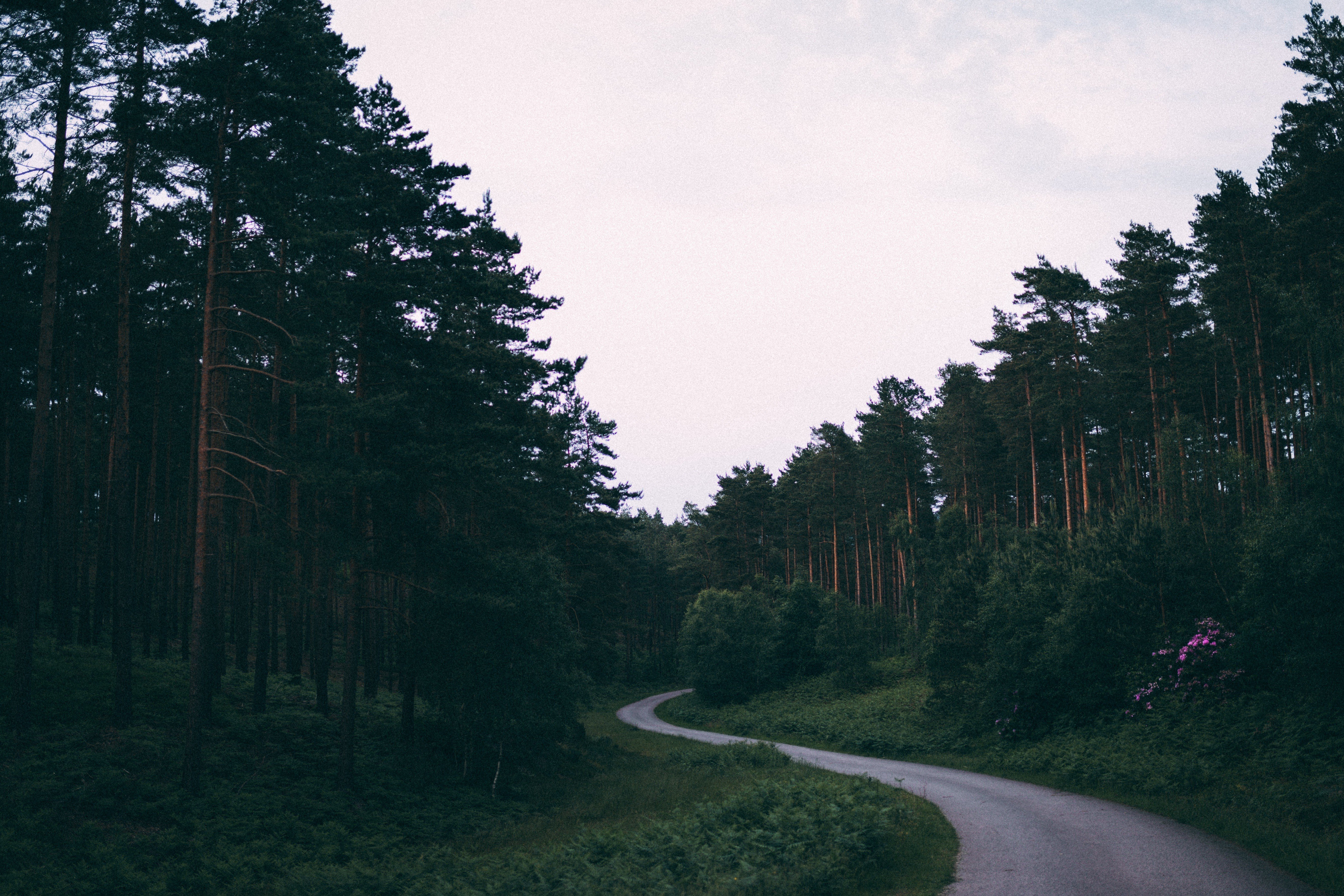 nature, Road, Trees, Forest, Depth of field, Path Wallpaper