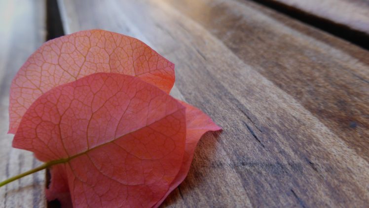 leaves, Macro, Photography HD Wallpaper Desktop Background