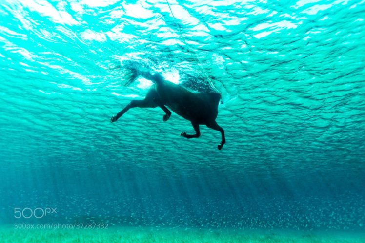 Kurt Arrigo, Water, Underwater, Nature, Animals, Swimming, Horse, Sunlight, 500px, Sea HD Wallpaper Desktop Background