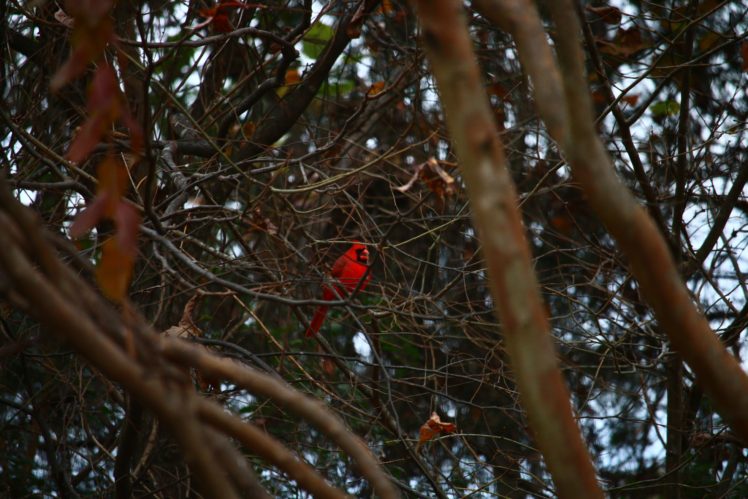Cardinals, Trees HD Wallpaper Desktop Background