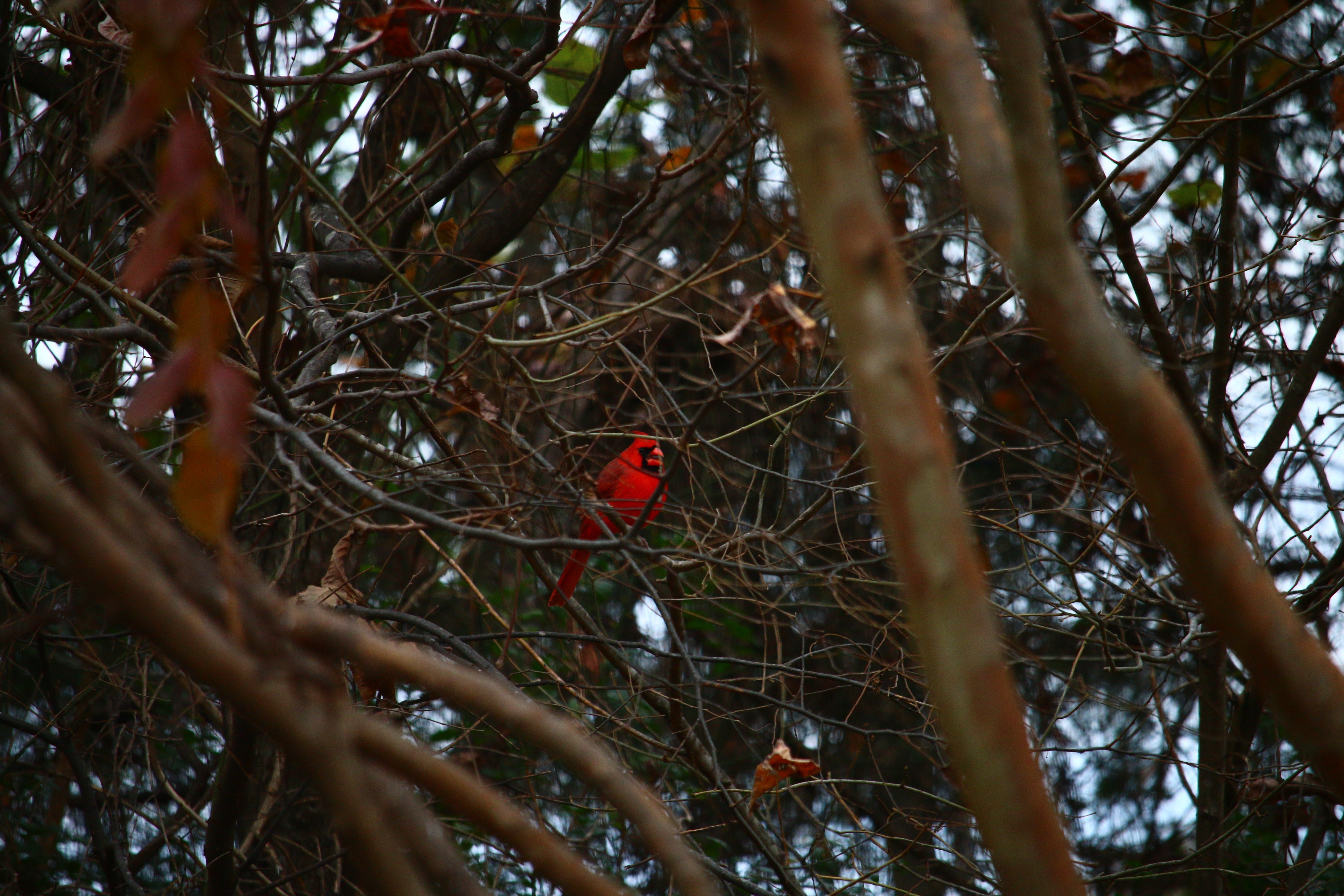 Cardinals, Trees Wallpaper