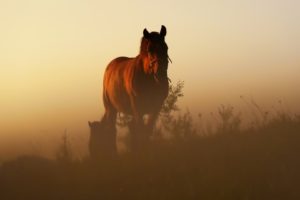 morning, Animals, Horse, Sunlight