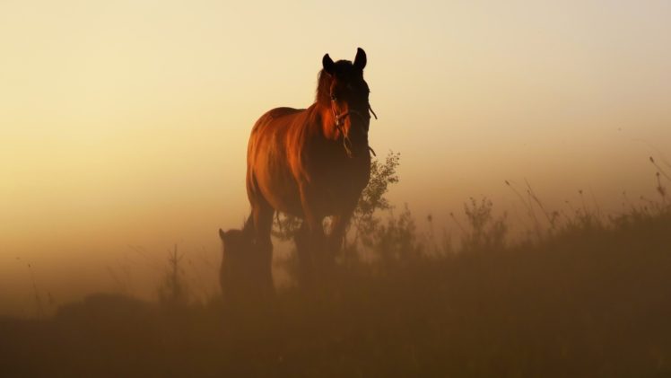 morning, Animals, Horse, Sunlight HD Wallpaper Desktop Background