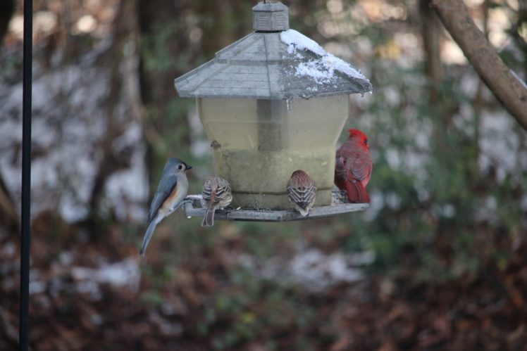 snow, Cold, Animals, Birds HD Wallpaper Desktop Background