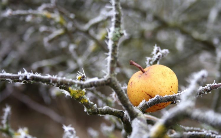 winter, Branch, Cold, Ice, Apples HD Wallpaper Desktop Background