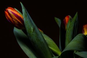 flowers, Simple background, Tulips, Plants