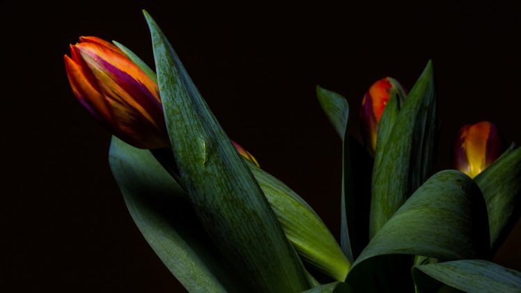 flowers, Simple background, Tulips, Plants HD Wallpaper Desktop Background