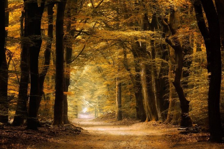 nature, Photography, Landscape, Path, Forest, Fall, Yellow, Dirt road, Trees, Fairy tale HD Wallpaper Desktop Background