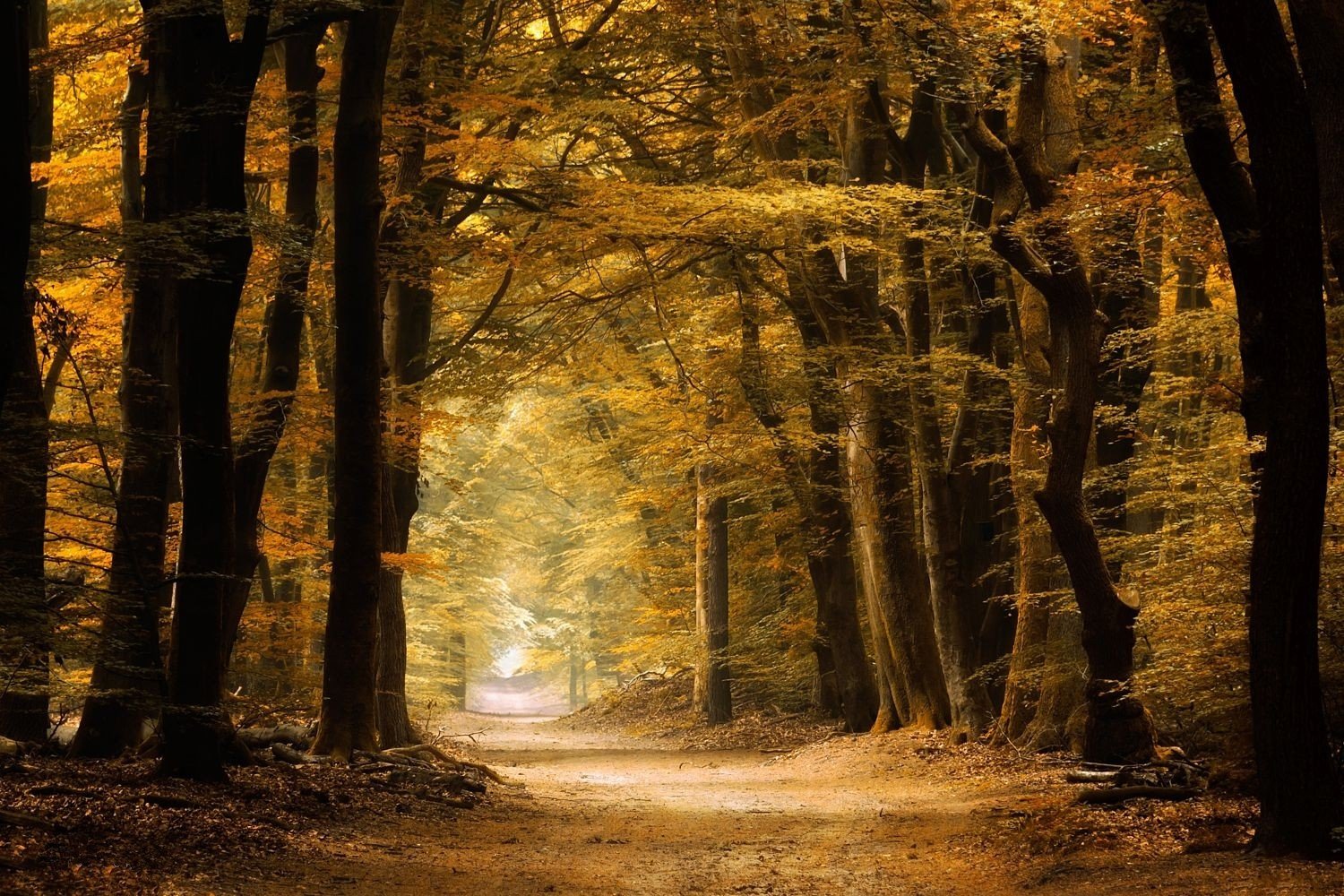 nature, Photography, Landscape, Path, Forest, Fall, Yellow, Dirt road, Trees, Fairy tale Wallpaper