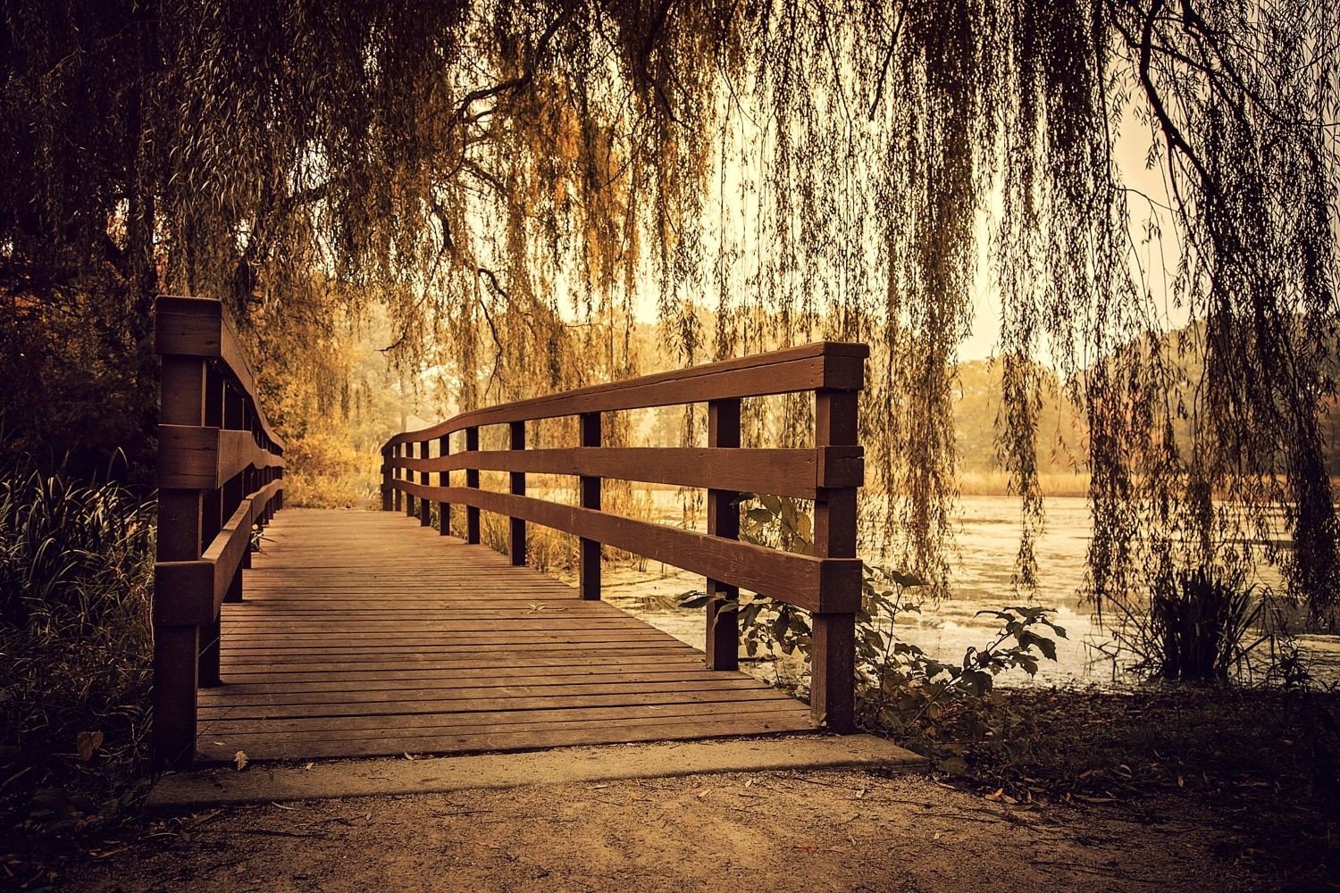 nature, Photography, Landscape, Wooden surface, Bridge, Willow trees, River, Path, Illinois Wallpaper