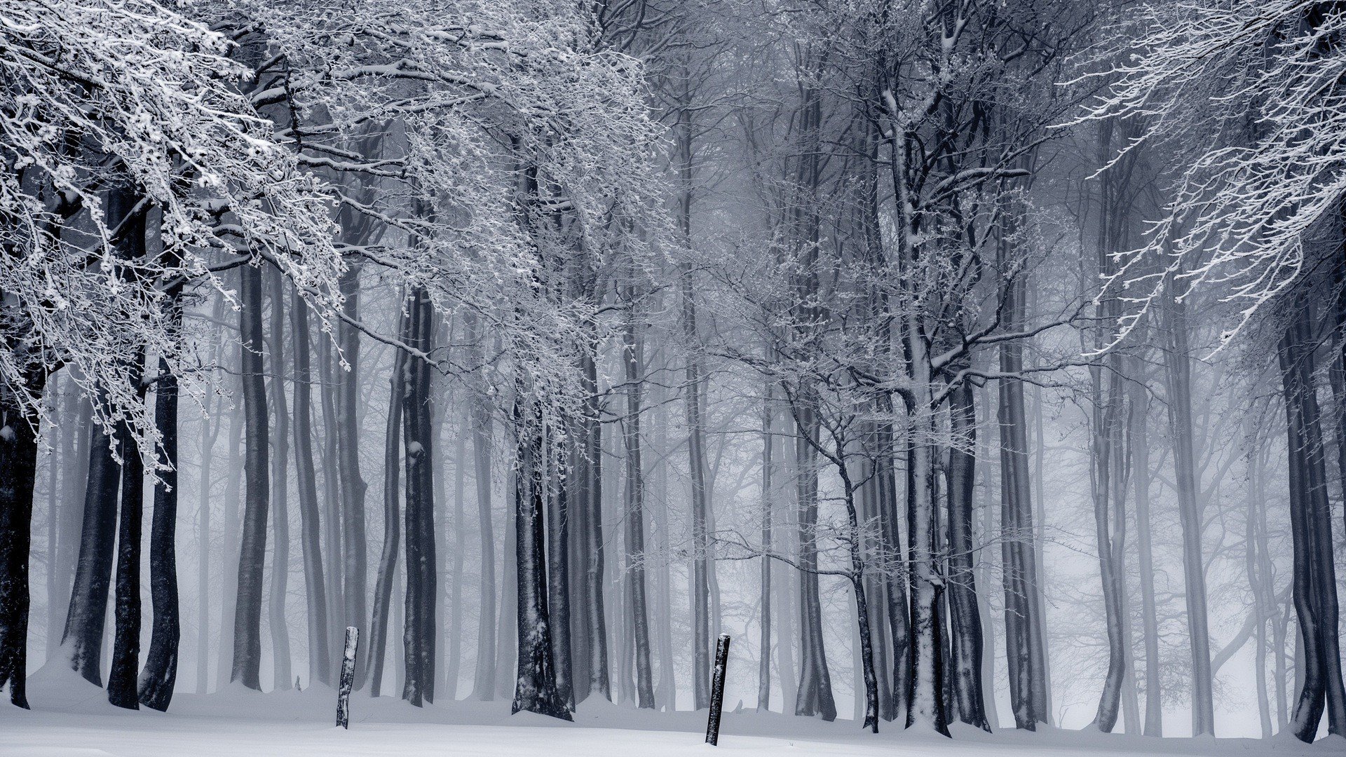 nature, Landscape, Trees, Forest, Winter, Snow, Monochrome, Mist, Branch Wallpaper
