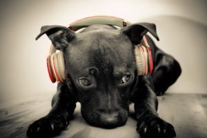 dog, Headphones