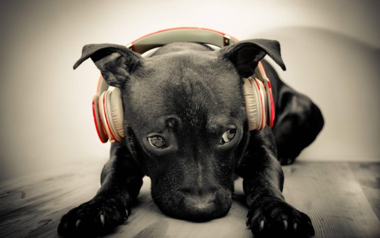 dog, Headphones HD Wallpaper Desktop Background