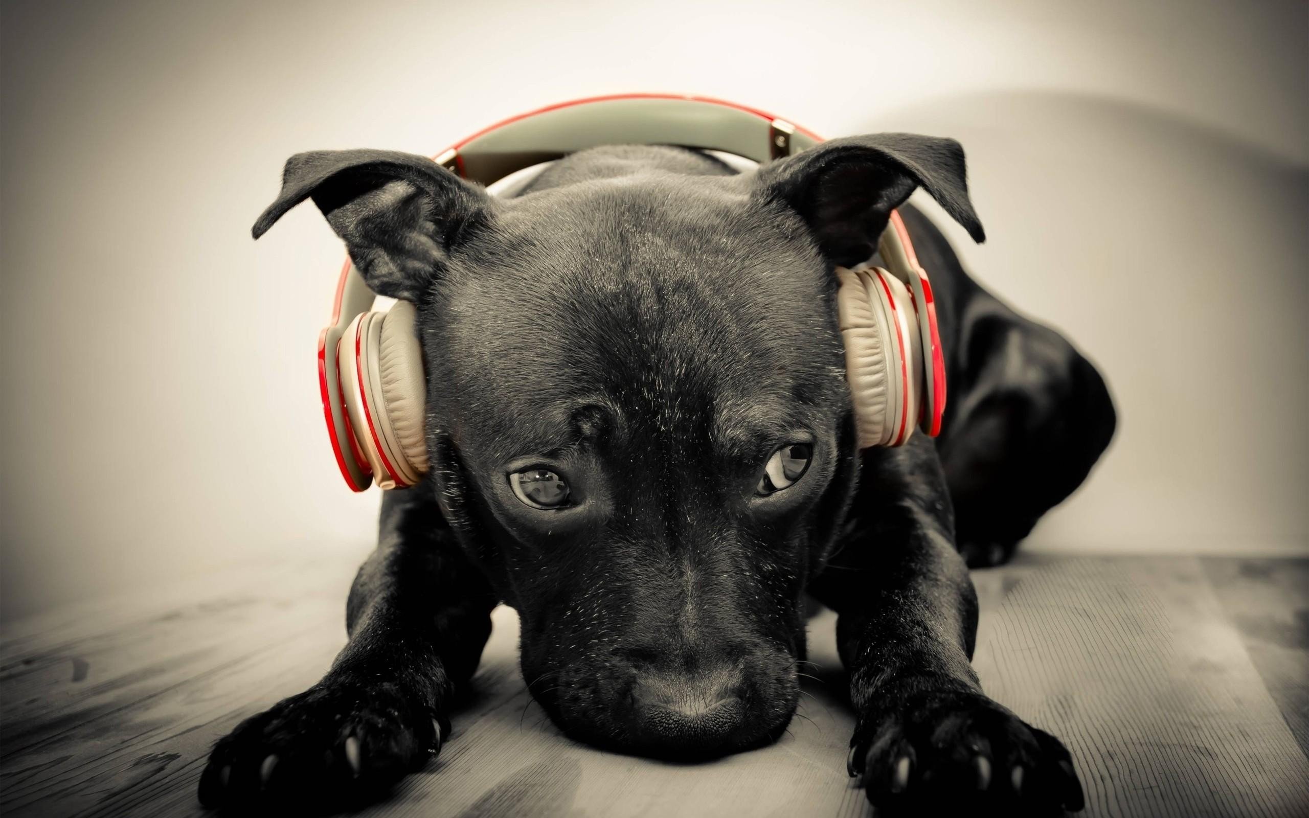 dog, Headphones Wallpaper