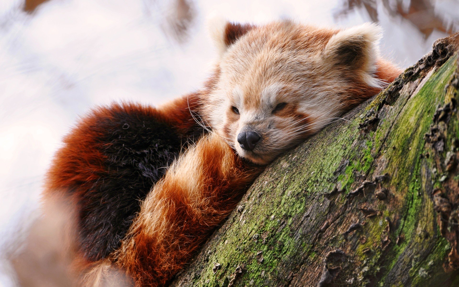 animals, Wildlife, Red panda Wallpaper