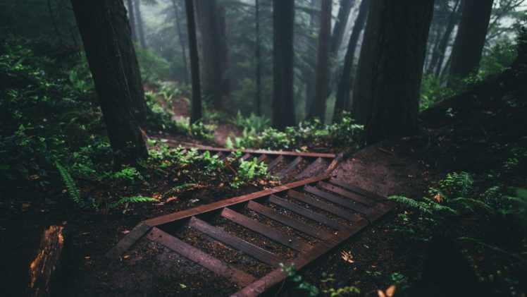 nature, Stairs, Forest HD Wallpaper Desktop Background