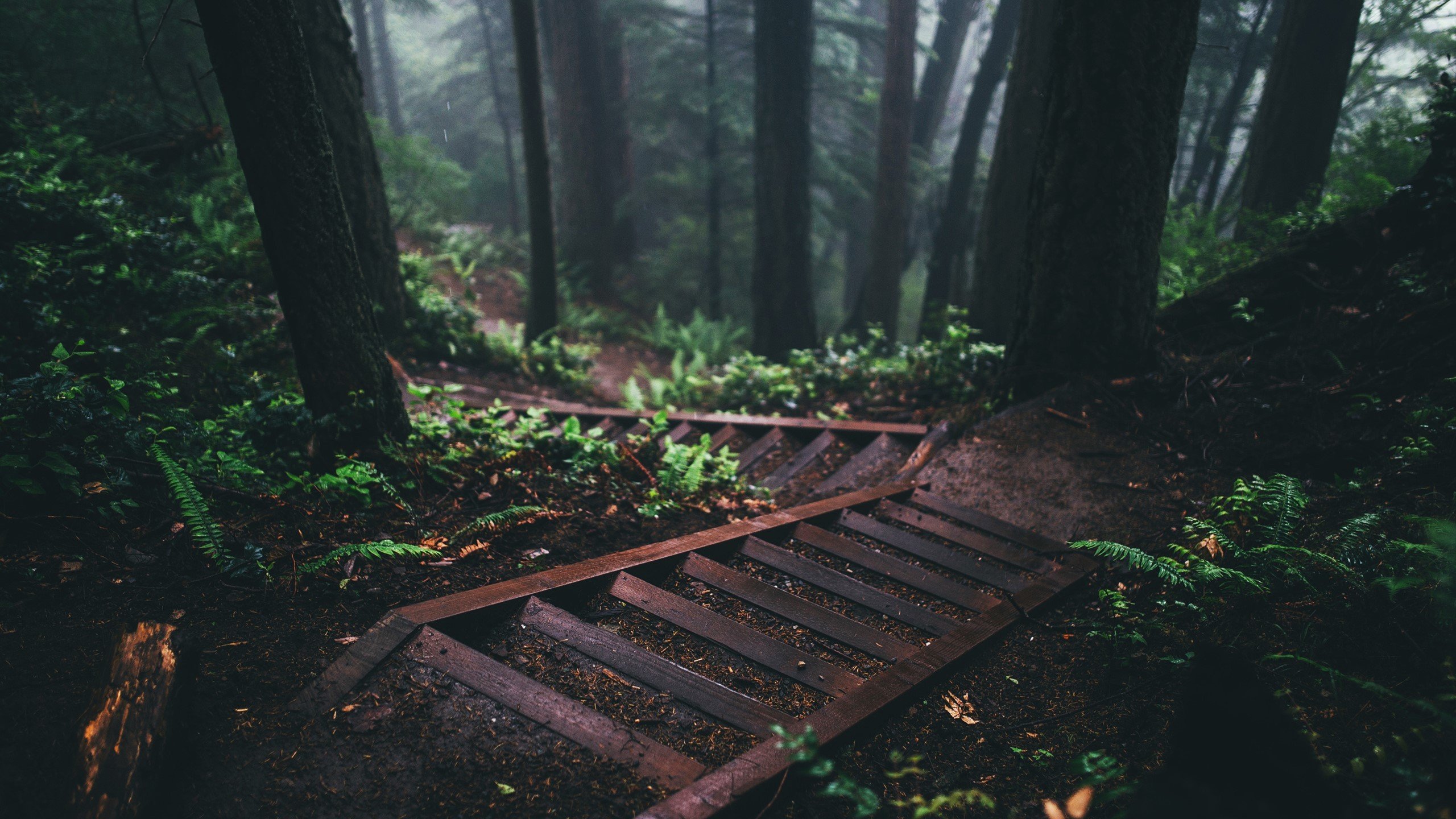 nature, Stairs, Forest Wallpaper