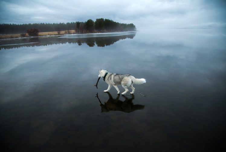 animals, Dog, Siberian Husky, Lake, Frozen lake, Landscape, Winter, Snow, Trees HD Wallpaper Desktop Background