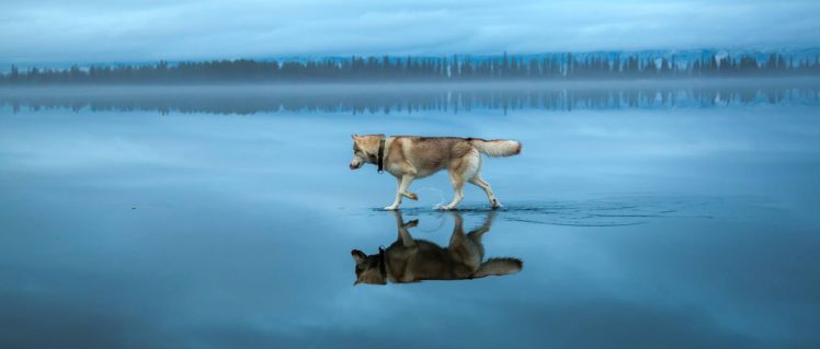 animals, Dog, Siberian Husky, Lake, Frozen lake, Landscape, Winter, Snow, Trees HD Wallpaper Desktop Background