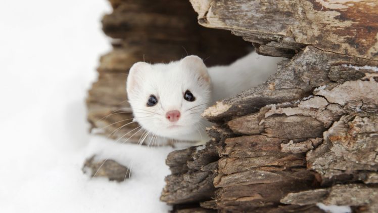 Weasel, Snow, Landscape, Wildlife, Animals HD Wallpaper Desktop Background