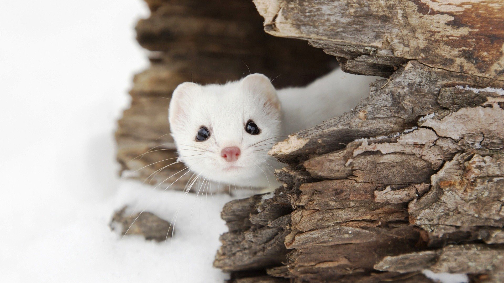 Weasel, Snow, Landscape, Wildlife, Animals Wallpaper