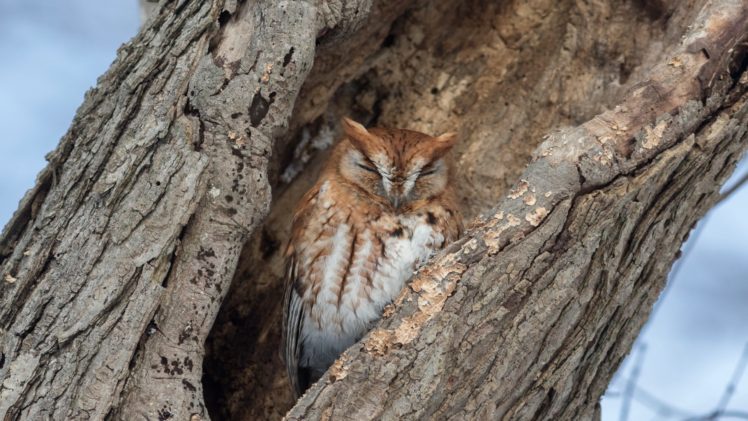trees, Owl, Nature, Animals HD Wallpaper Desktop Background