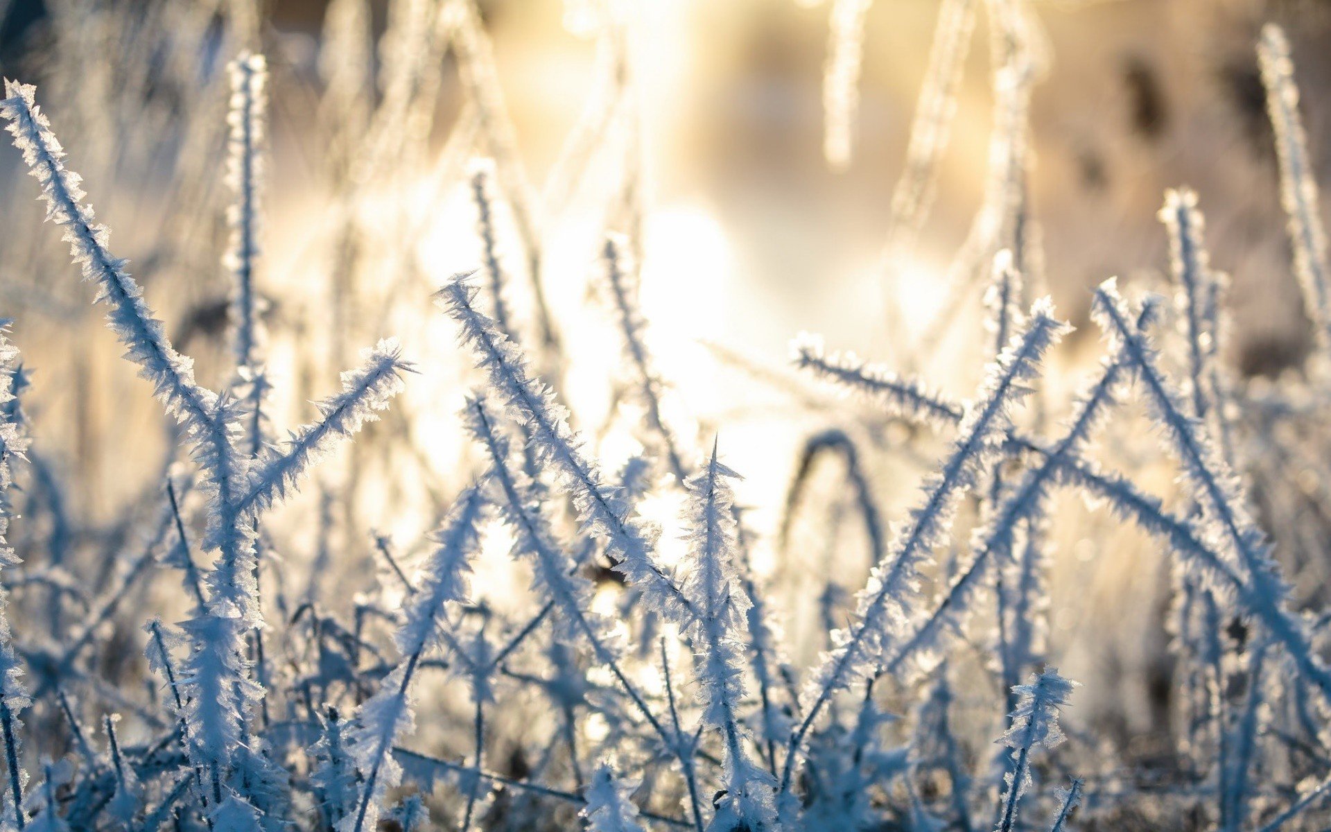 winter, Cold, Ice, Sunlight, Plants Wallpaper