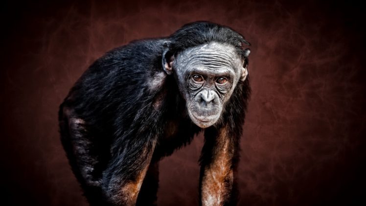 apes, Animals HD Wallpaper Desktop Background