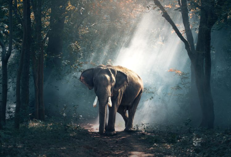 photography, Elephant HD Wallpaper Desktop Background