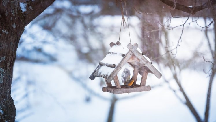 snow, Winter, Cold, Animals, Birds HD Wallpaper Desktop Background