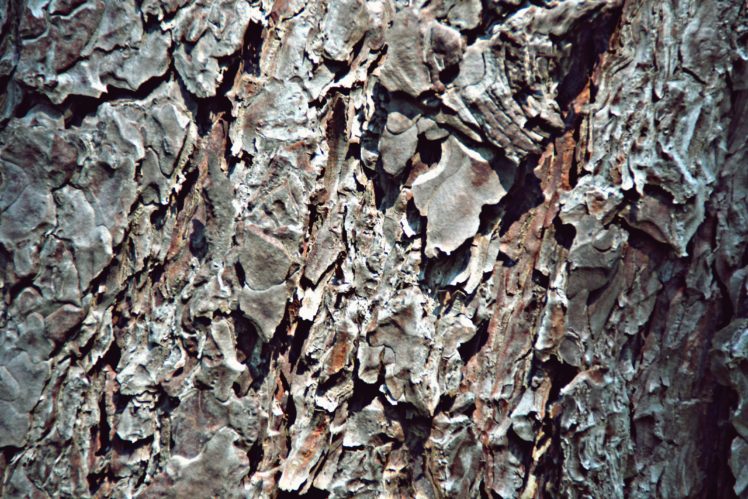 trees, Bark, Brown HD Wallpaper Desktop Background