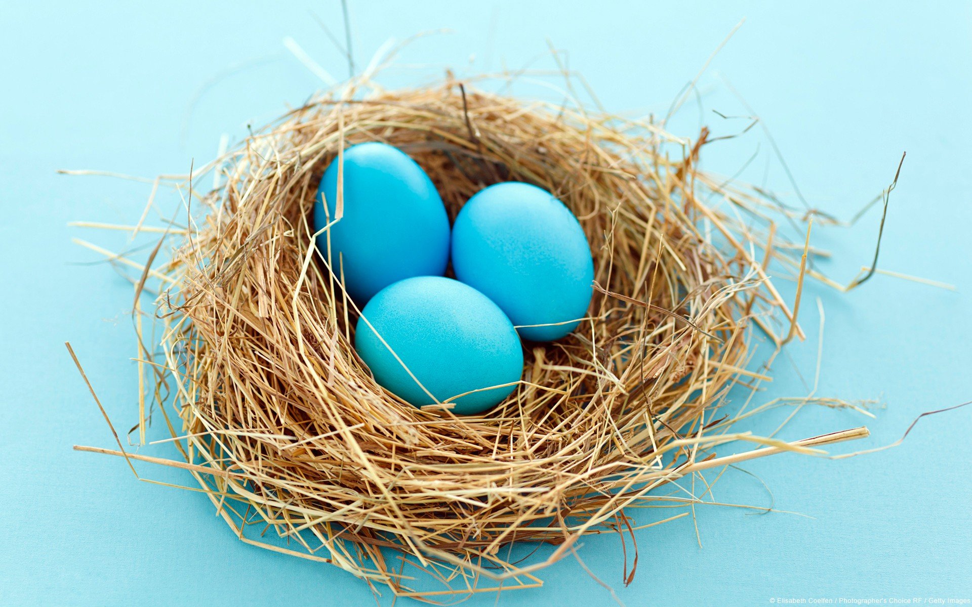 nests, Eggs, Blue background Wallpaper