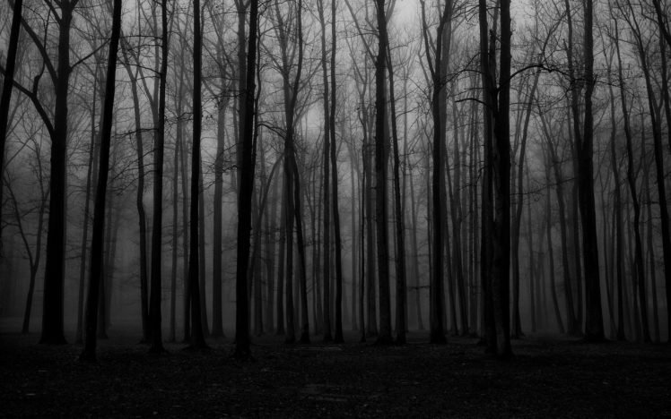forest, Mist, Spooky HD Wallpaper Desktop Background