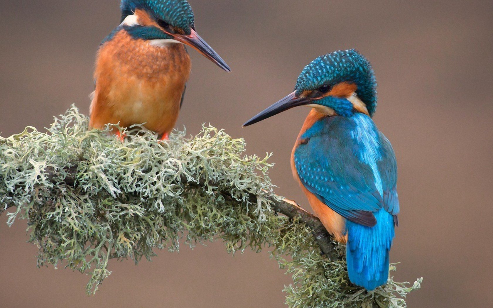 Kingfisher Wallpapers Wallpapersafari Kingfisher Wallpapers Wallpapersafari
