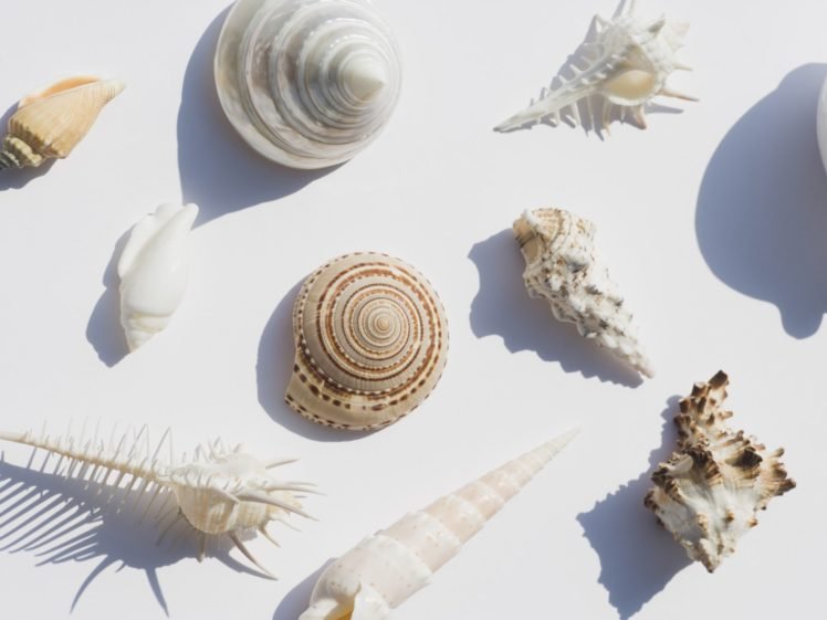 seashell HD Wallpaper Desktop Background