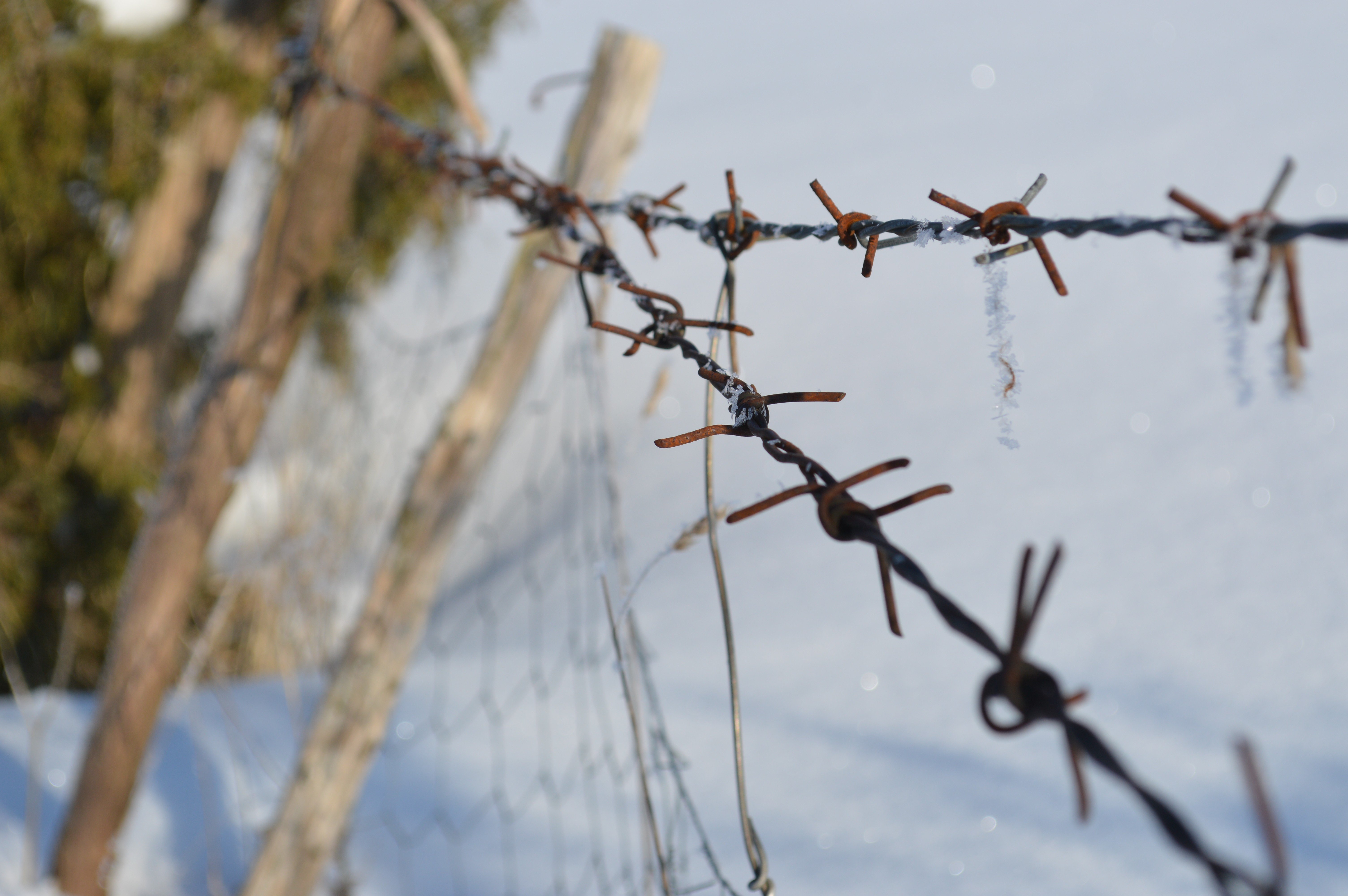 barbed wire Wallpaper