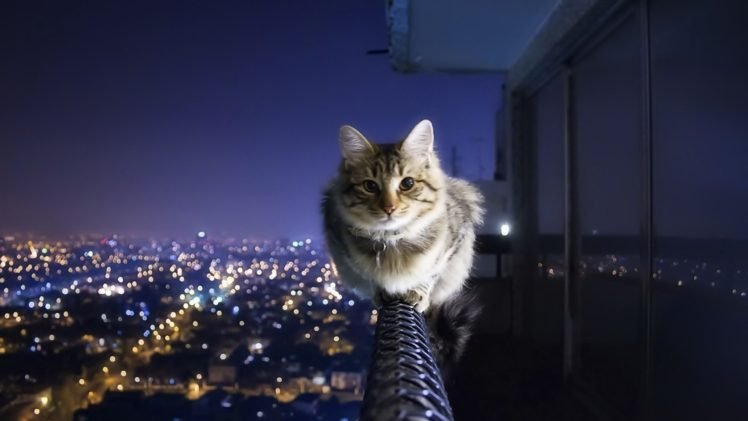 cat, Night, Balcony HD Wallpaper Desktop Background