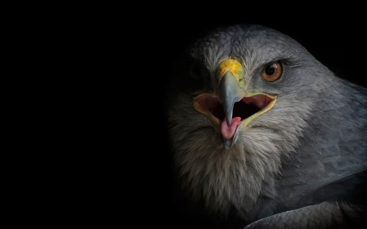 birds, Eagle HD Wallpaper Desktop Background