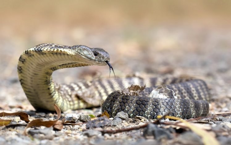 snake, Reptiles, Australia, Cobra HD Wallpaper Desktop Background