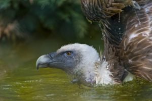 vultures, Birds, Water